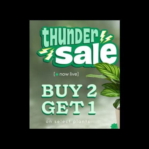 Jewellery - Uncategorized | Buy online on ZillyBuy